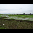 In der Ebene zwischen Wasser und Bergen wird Reis angebaut